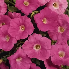 PETUNIA, PINK SUPERCASCADE 1000/PKT