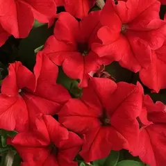 PETUNIA, RED SUPERCASCADE 1000/PKT