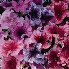 PETUNIA, DADDY MIX 1000/PKT