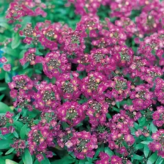 ALYSSUM, ROYAL CARPET 1/2 OZ. EACH