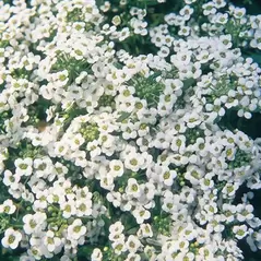 Alyssum, Carpet Of Snow oz