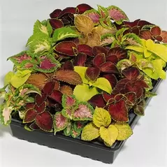 COLEUS, WIZARD MIX 1000/PKT