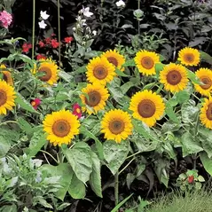 SUNFLOWER, BIG SMILE 500/PKT