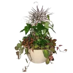 Bld 12.00 SL Hanging Basket W/MOCHA 19" FLEX HGR MOCHA 25/CS