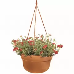 Bloem 12" Dura Cotta Hanging Basket Terra Cotta