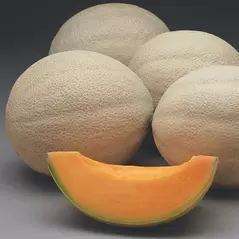 Cantaloupe , Athena Hyb Trtd - 15,000 Sd Ct