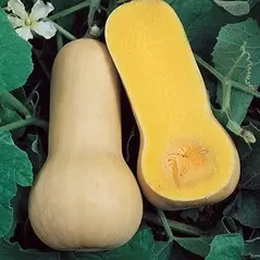 Squash, Butternut Waltham - 1/2oz