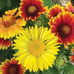 GAILLARDIA, MIXED 1/8 OZ. EACH