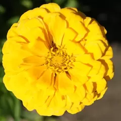 ZINNIA, CANARY BIRD 1/4 OZ. EACH