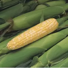 Corn, Peaches & Cream - 25lb
