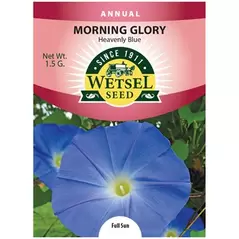 MORNING GLORY, HEAVNLY BL 1.5G
