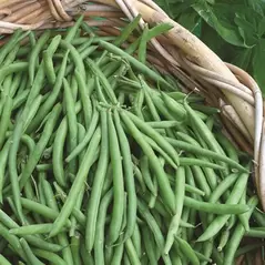 BEANS, BLUE LAKE 274 BUSH 1/2
