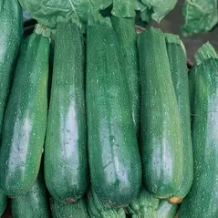 SQUASH, BLACK BEAUTY 1/2 LB EACH