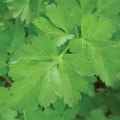 CORIANDER 1/2 OZ. EACH