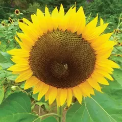 SUNFLOWER, RUSS MAMMOTH 1/2 OZ EACH