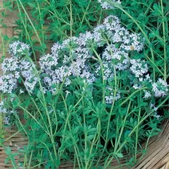 Thyme 1/16 oz