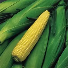 Corn, Kandy EH - 1/2lb