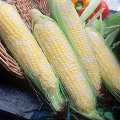 CORN BUTTER/SUGAR BICOLOR-1/2