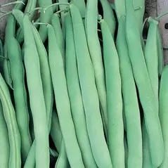Beans, Mountaineer White Half Runner - 50lb