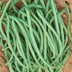 Beans, Slenderette Bush - 1/2lb