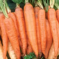 Carrot, Danver Half Long - 1lb