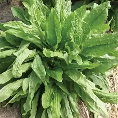 SORREL 1/2 OZ EACH
