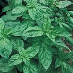 Basil, Genovese 1 oz