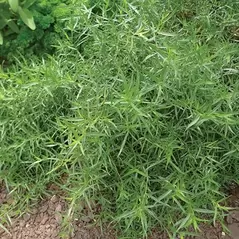 Tarragon 1/2 oz