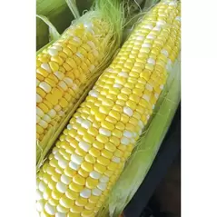 CORN, HONEY-N-PEARL - 1LB EACH