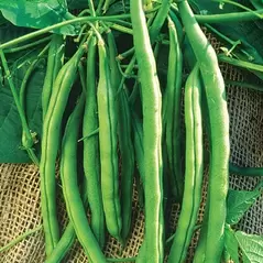 Beans, Kentucky Wonder Bush 125 Treated - 1/2lb