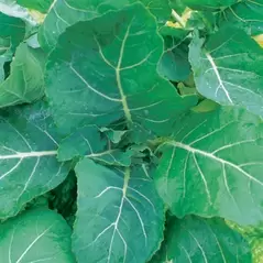 Collards, Georgia - 4oz