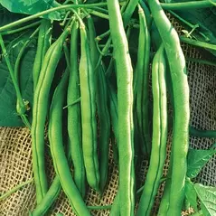Beans, White McCaslan Pole - 1/2lb
