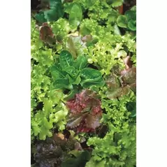 LETTUCE, MESCLUN SLD MX 1/2 OZ EACH