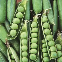 PEAS, EARLY FROSTY - 1/2