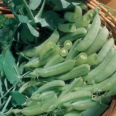 Peas, Sugar Anne Snap - 50lb