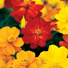 COSMOS, BRIGHT LIGHT - 1/8 OZ. EACH