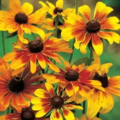 DAISY, GLORIOSA SGL. 1/2 OZ. EACH