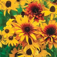 DAISY, RUDBECKIA HIRTA-1/16 OZ EACH