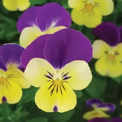 VIOLA, JOHNNY JUMP-UP 1/4 OZ EACH