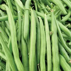 BEANS, BLK PROVIDER 1 LB TREAT EACH