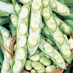 Beans, Fava Broad Windsor - 1/2lb