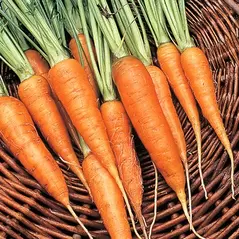 Carrot, Chantenay - 1lb