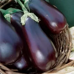 EGGPLANT, BLACK BEAUTY 1/2 OZ EACH