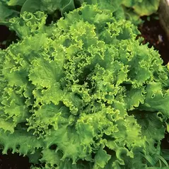 LETTUCE, GRAND RAPIDS 1/2 LB. EACH