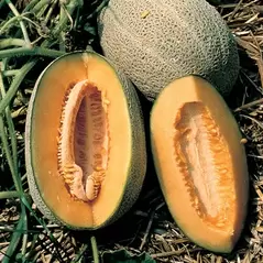 Cantaloupe , Hales Best Jumbo - 1/2lb