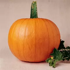 Pumpkin, Mammoth Gold - 1/2oz