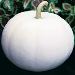 Pumpkin, Lumina White - 1/2oz