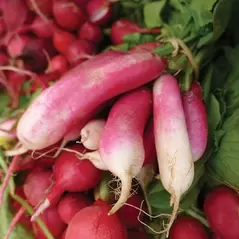 Radish, French Breakfast - 1lb