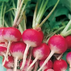 Radish, Sparkler White Tip - 1lb