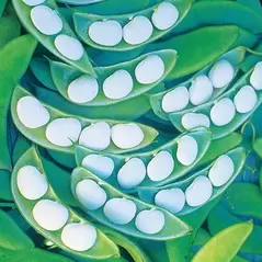 LIMAS, WHITE HENDERSON - 1/2